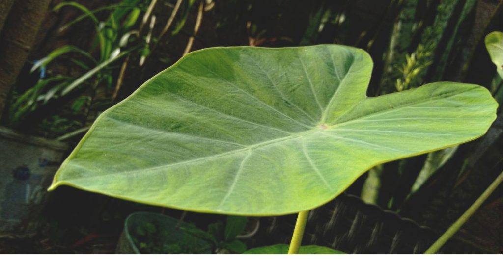 Elephant Ear Plant Care: Master The Secrets To Thriving Foliage - Big